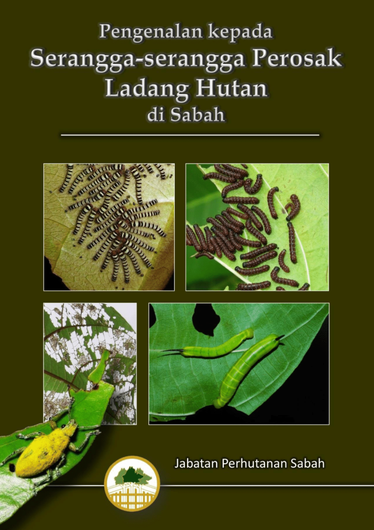 SeranggaPerosakHutanSabah-1